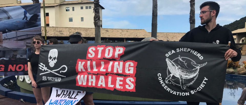Activists attend a protest during the International Whaling Commission (IWC) conference in Florianopolis, Brazil September 10, 2018. REUTERS/Sebastian Rocandio