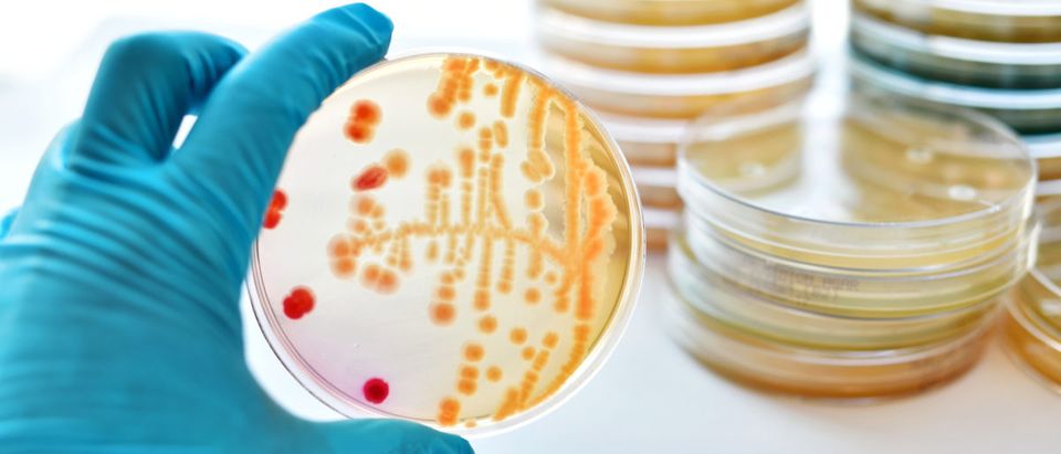 A scientist examines a petri dish. Shutterstock image by Jarun Ontakrai