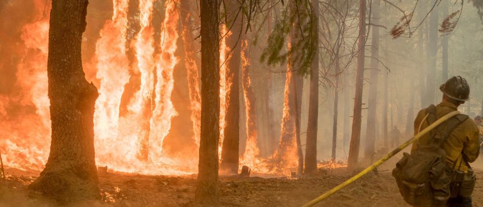Firefighter fight fire near torching trees as wildfire burns near Yosemite National Park in this US Forest Service photo released on social media from California, U.S., Aug. 6, 2018. Courtesy USFS/Yosemite National Park/Handout via REUTERS