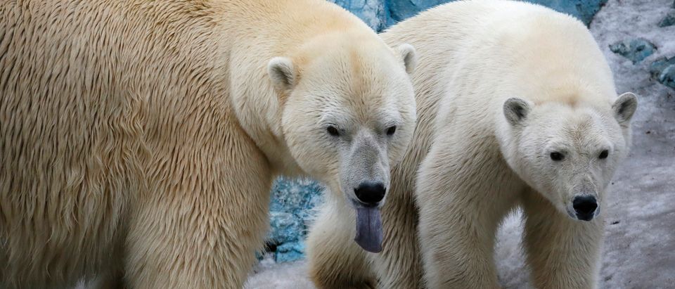 Couple of polar bears walk inside its enclosure at Royev Ruchey Zoo in Krasnoyarsk
