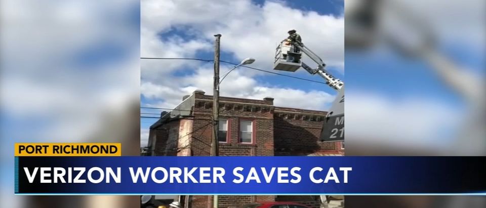 A cat was rescued from a 12-hour ordeal atop a utility pole Saturday by Verizon worker Maurice German, who was suspended for his efforts. March 23, 2019 ABC News WPVI
