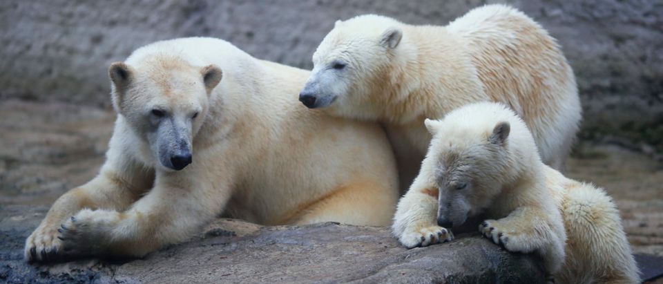 Polar bear Giovanna (L) and her twin polar bear cubs Nela and Nobby sit in their enclosure at Munich's Hellabrunn Zoo Jan. 14, 2015. REUTERS/Michael Dalder