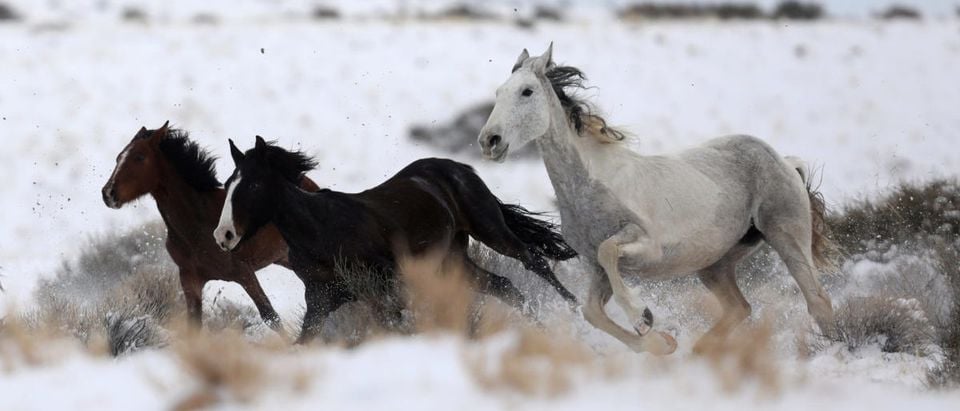 Wild horses attempt to escape being herded into corrals by a helicopter during a Bureau of Land Management round-up outside Milford, Utah, U.S., January 8, 2017. REUTERS/Jim Urquhart
