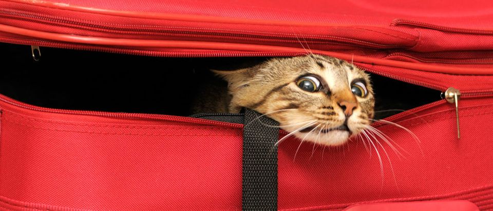 cat_suitcase
