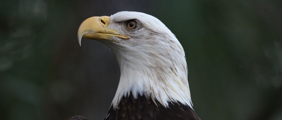 American bald eagle (Shutterstock/Mel Kowasic)