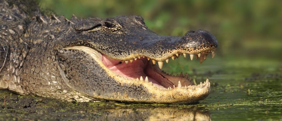 Officials had to euthanize an alligator. SHUTTERSTOCK/ Tim Zurowski