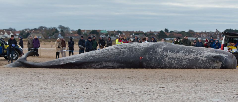 Beached Hunstanton Sperm Whale Dies