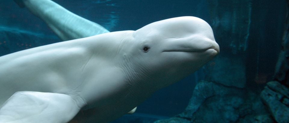 World's Largest Aquarium Set To Open