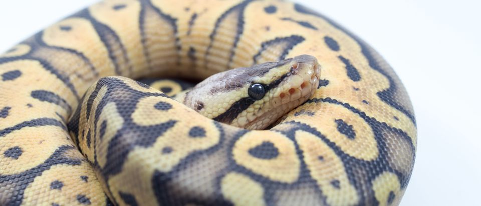Python-Shutterstock