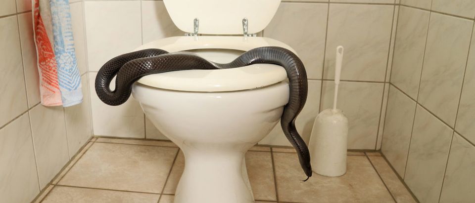 A man was bitten by a snake in a toilet. SHUTTERSTOCK/Holger Kirk