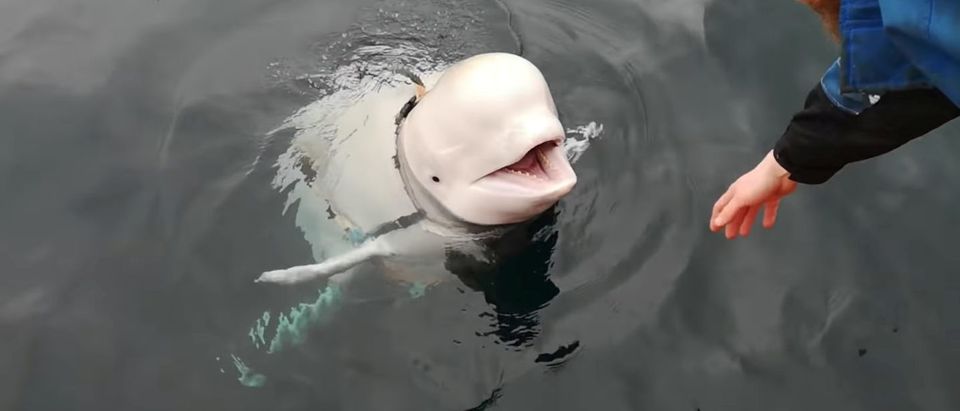 A Beluga whale wearing a Go Pro harness is seen in Norwegian waters, April 26, 2019 in this still image taken from a video obtained from social media on April 30, 2019. Jorgen Ree Wiig/Norwegian Directorate of Fisheries/via REUTERS