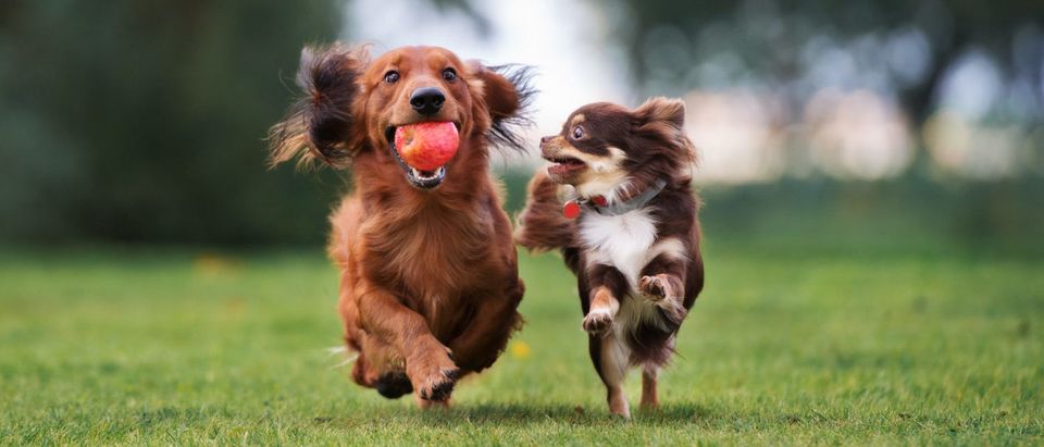 Two little dogs running (Shutterstock/Otsphoto)