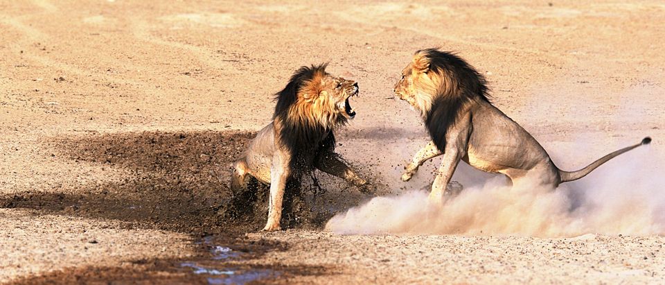 lionsfighting