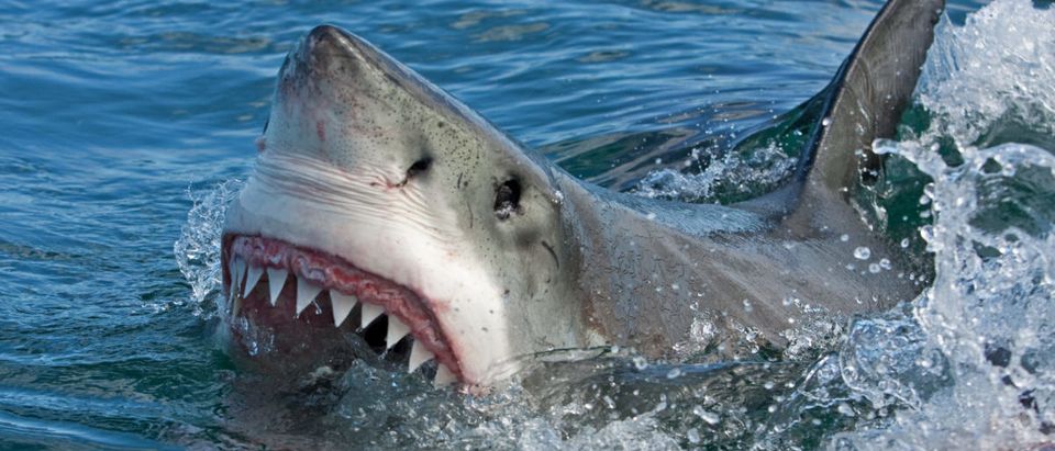 Pictured is a shark. (SHUTTERSTOCK/ Martin Prochazkacz)