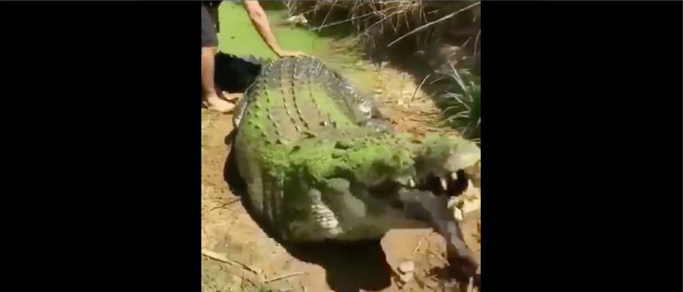 Crocodile (Credit: Screenshot/Twitter Video https://twitter.com/unexplained/status/1171531183538065410?s=21)