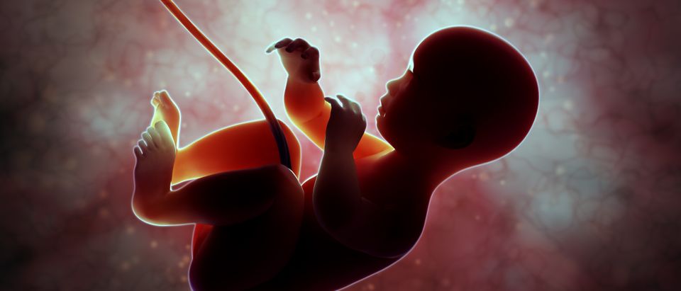 Media, abortion, unborn baby.Mopic, Shutterstock