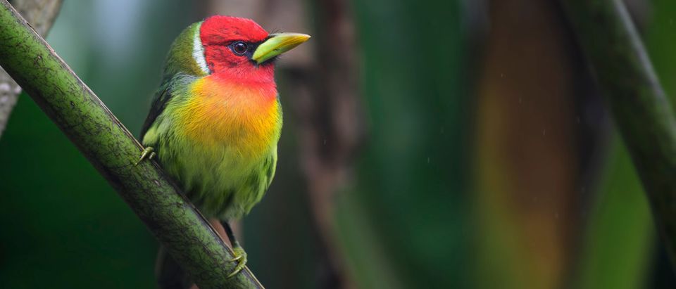 Red-headed Barbet - Eubucco bourcierii, beautiful colorful red headed barbet from Costa Rica hills (Shutterstock)