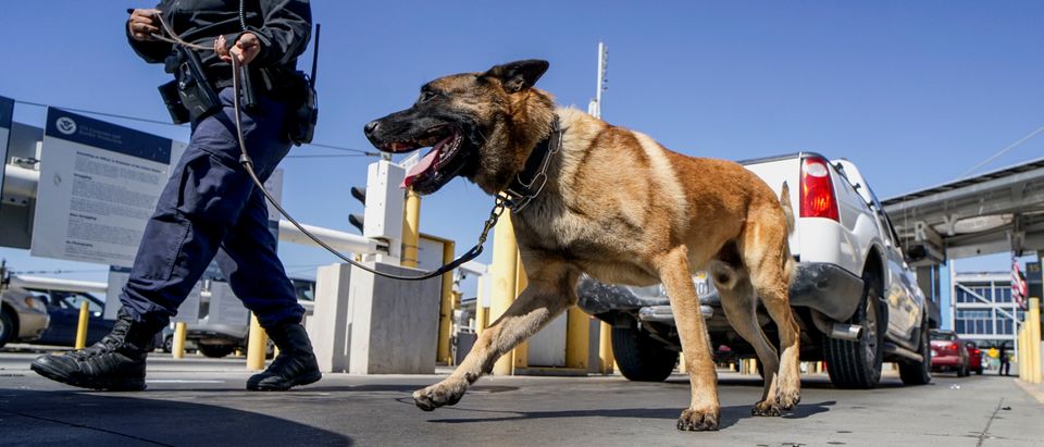An Immigration and Customs Enforcement (ICE) K-9 agent checks automobiles for contraband in the line to enter the United States at the San Ysidro Port of Entry on October 2, 2019 in San Ysidro, California. - Fentanyl, a powerful painkiller approved by the US Food and Drug Administration for a range of conditions, has been central to the American opioid crisis which began in the late 1990s. China was the first country to manufacture illegal fentanyl for the US market, but the problem surged when trafficking through Mexico began around 2005, according to Donovan. (Photo by SANDY HUFFAKER/AFP via Getty Images)