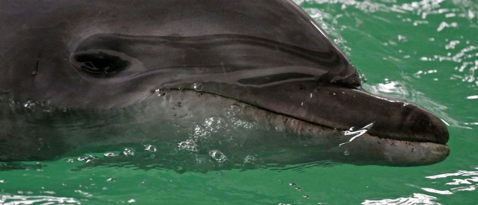 Russian dolphins trained to attack were sold to Iran