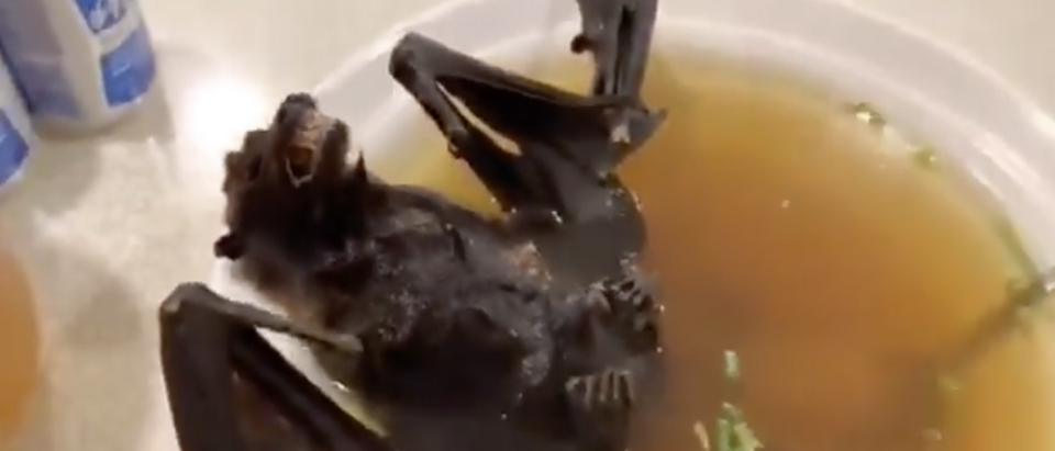 This disgusting bat soup could be the source of China's new coronavirus virus. (Screenshot Twitter Old Row, @OldRowOfficial)