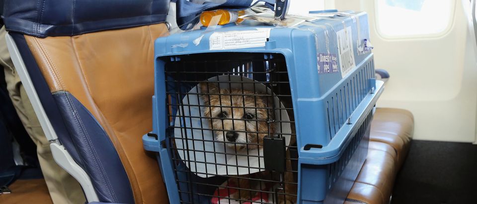 Sixty Hurricane Sandy Pets Fly First Class To New Holiday Home