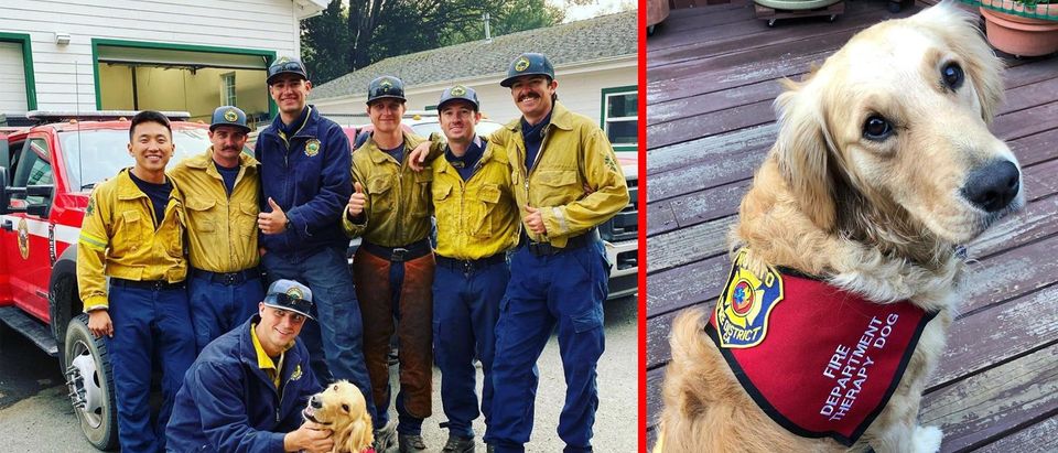 Kerith the golden retriever poses with firefighters