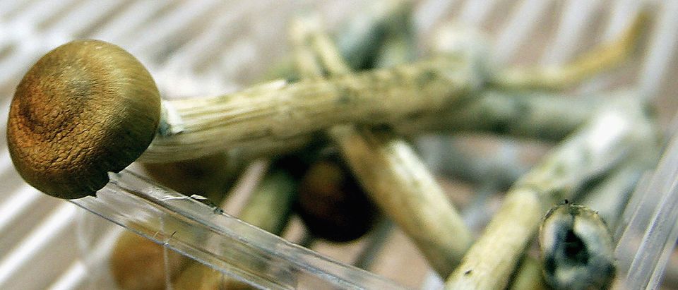 Freshly Picked Magic Mushrooms Reclassififed As Class A Drug In UK