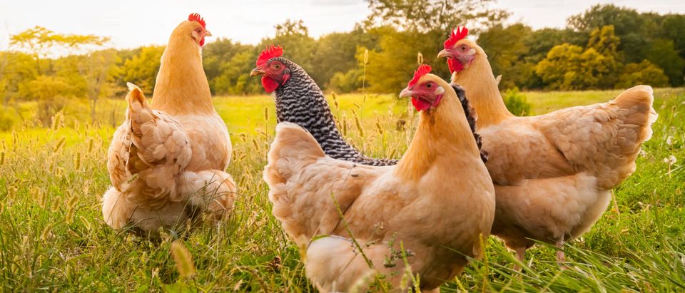 American Company Greenlit To Sell Lab-Grown Chicken Meat Overseas | The  Daily Caller