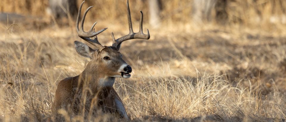DC Deer Survives Head Shot - Featured
