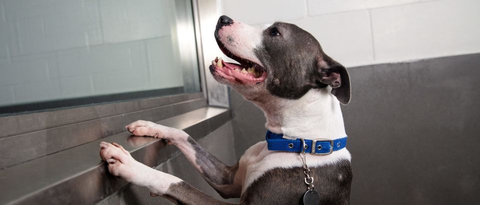 Lucas, a six year-old, Staffordshire Bull Terrier is pictured in a kennel at Battersea Dogs and Cats Home