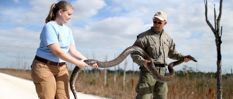Biologists Track Northern African Pythons In Florida's Everglades