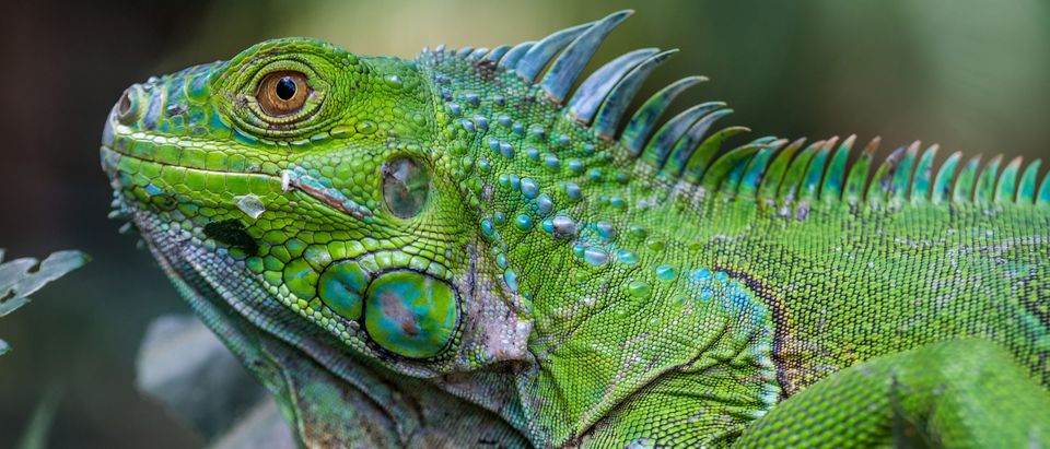 Central American green iguana