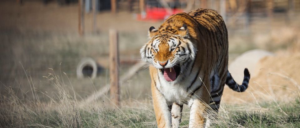 Wild Animal Sanctuary In Colorado Home To Almost 40 Tigers From Wildly Popular Documentary Of Joe Exotic "Tiger King"