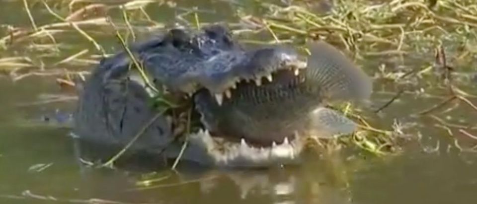 Alligator Video (Credit: Screenshot/Twitter Video https://twitter.com/cjzer0/status/1365760771242795009)