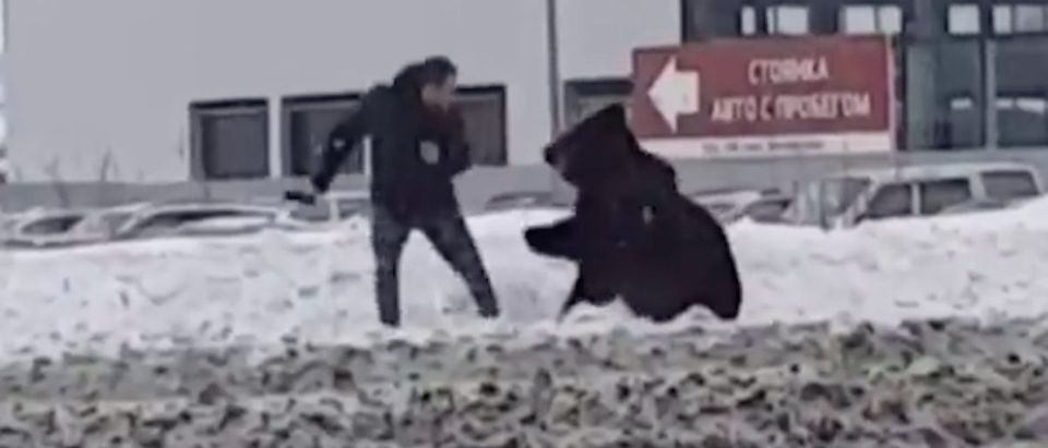 Bear Chase Russia