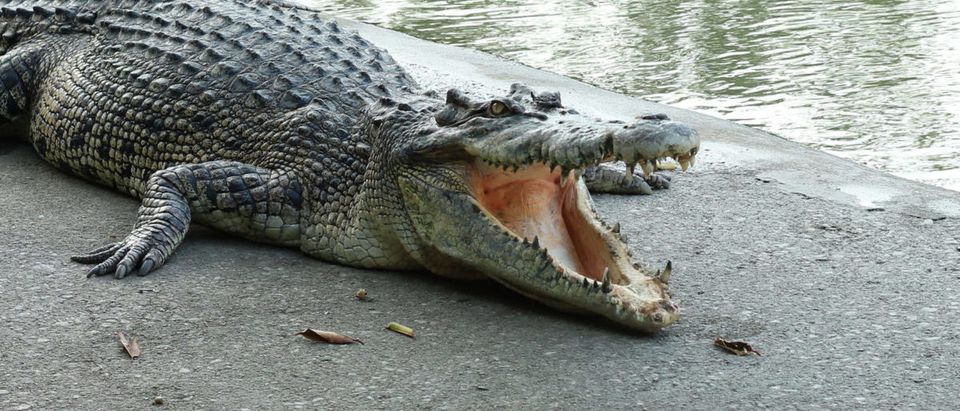 Crocodile (Credit: Shutterstock/Pimonpim w)