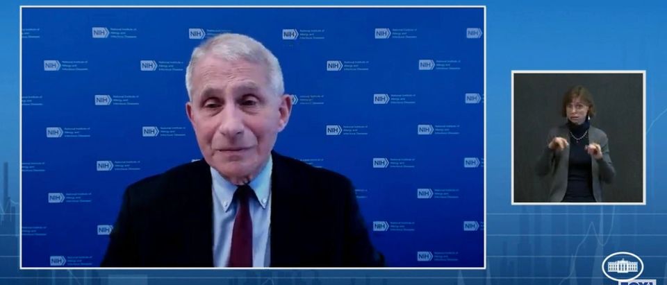 Dr. Anthony Fauci. (Screenshot/YouTube/Fox Business)