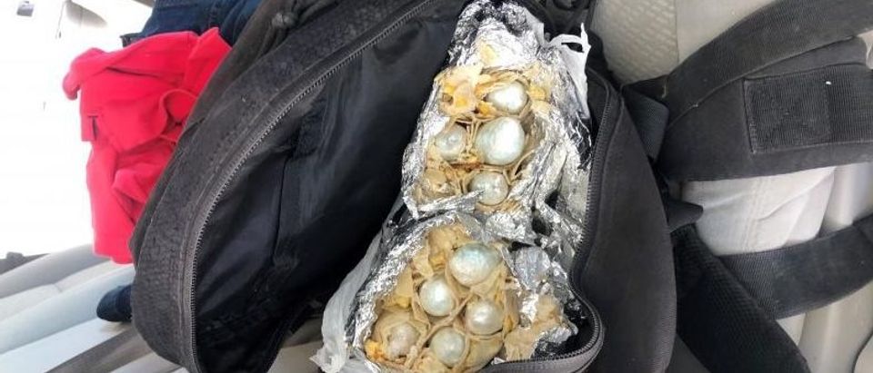 Yuma Sector Border Canines discovered burritos stuffed with fentanyl [Customs and Border Protection]