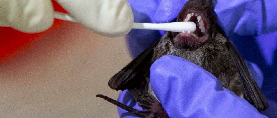 Thailand's Bat Catchers Investigate The Origins Of COVID-19