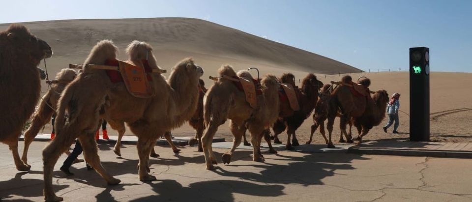 Traffic light for camels in a Chinese province