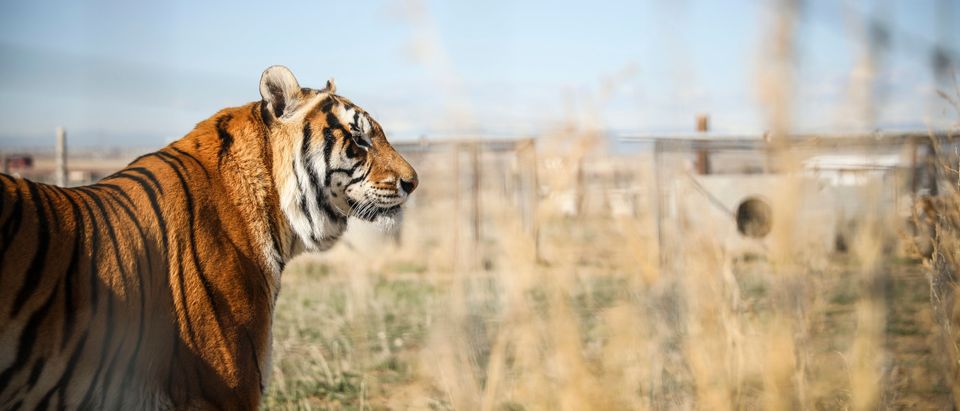 Wild-Animal-Sanctuary-Colorado-Home-Tigers-Popular-Documentary-Joe Exotic