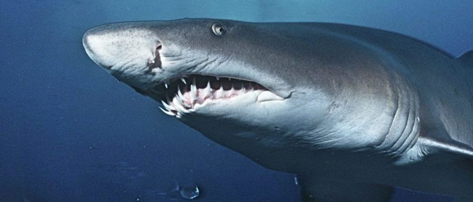 Shark (Credit: Shutterstock/sirtravelalot)