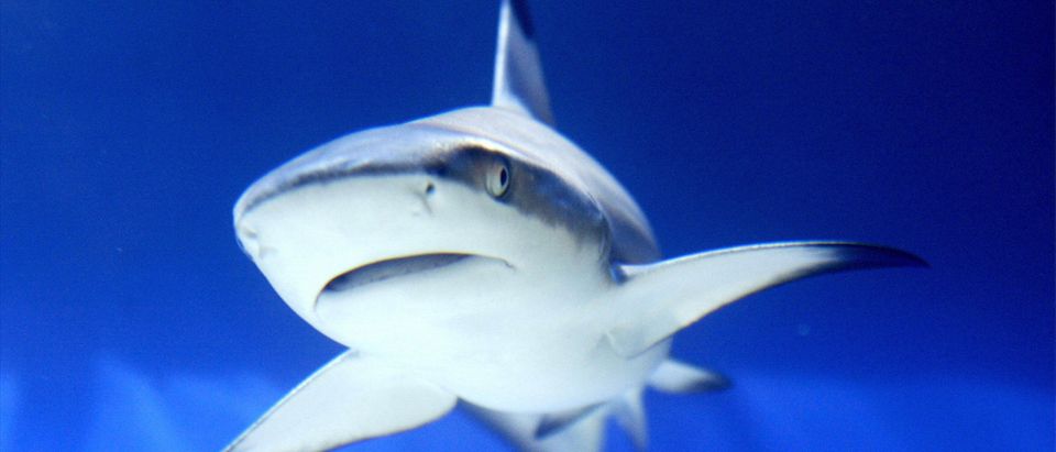 A shark is seen in an aquarium during th