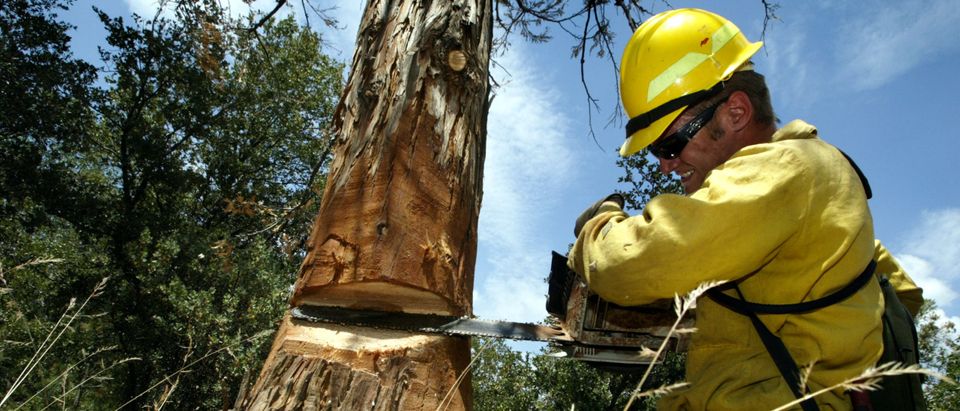 Beetles Bring Devastation And Extreme Fire Danger to Southern California Forests