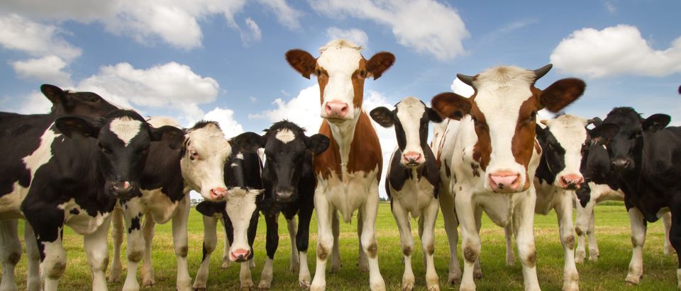 A herd of curious cows. This photo does not represent the cows mentioned in the story. [Shutterstock]