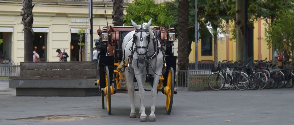 Carriage horse. Photo by Cristina Quicler. Getty.