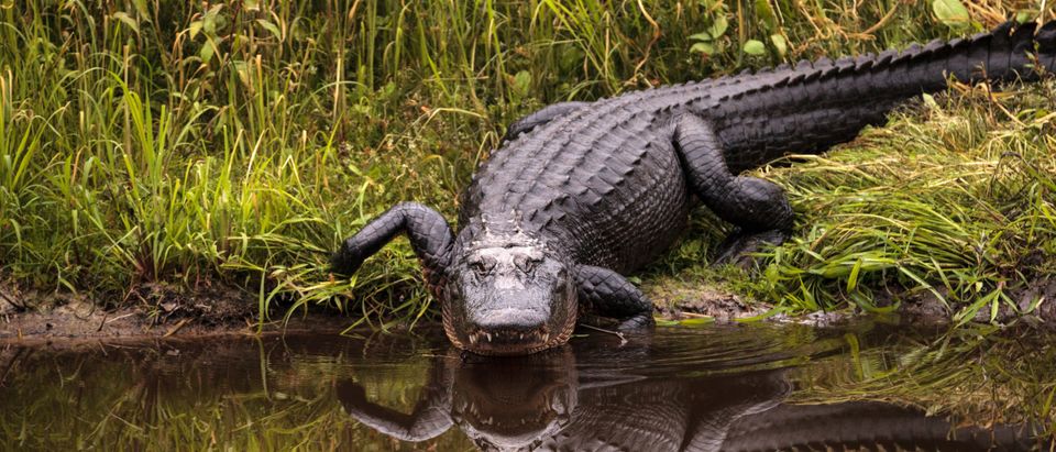 An alligator entering the water. This image does not reflect the alligator mentioned in the story [Shutterstock/SunflowerMomma]