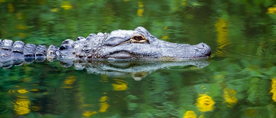 Alligator swims in water. This image does not depict the alligator in the story. [Mark Kostich/Shutterstock]