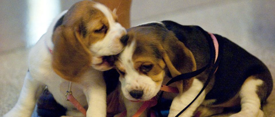Two Beagle puppies play as the American