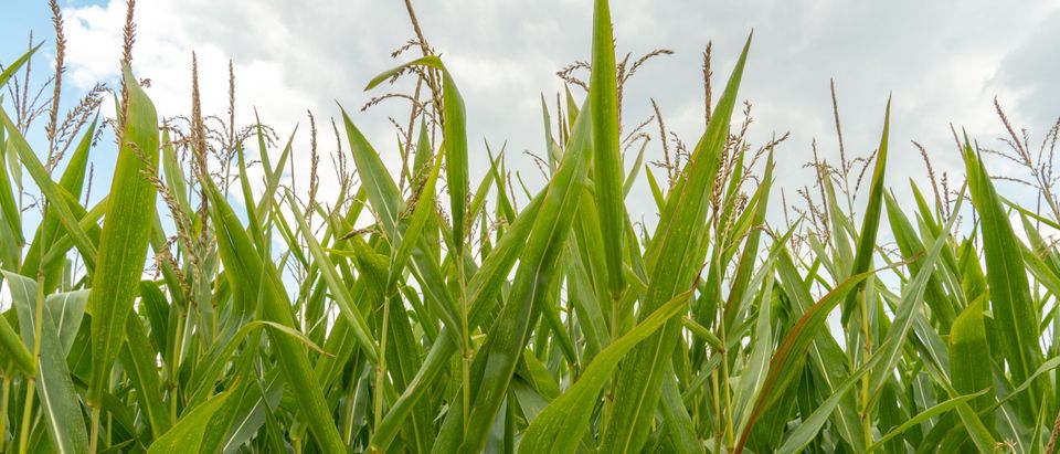 A cornfield. This image does not represent the area mentioned in the story. [Shutterstock/Ansario]